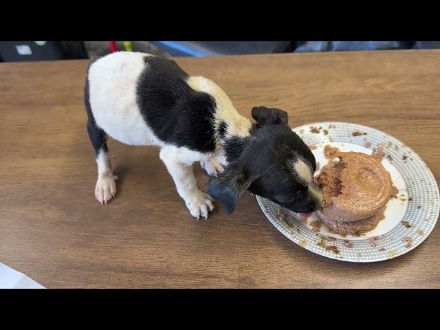 First Food For the Starving Puppy! - Takis Shelter