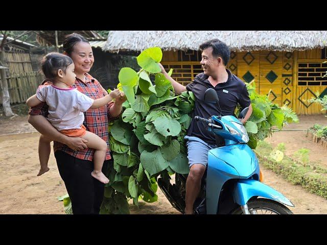 My husband goes to work, I harvest kohlrabi to sell - enjoy family happiness