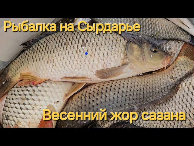 Рыбалка в Узбекистане. Ловим сазанов .Река Сырдарья . Весенний жор сазана!