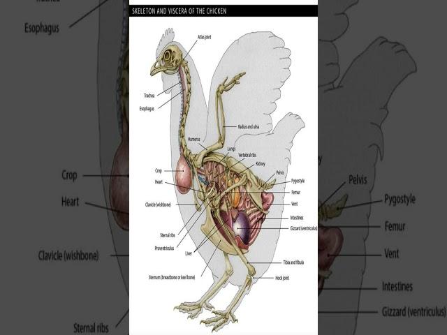 Anatomy of the chicken##trending ##anatomy ##anatomyclass ##viral ##youtubeshorts