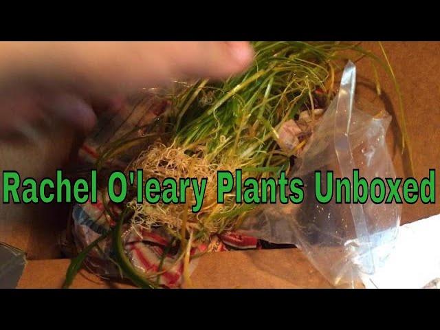 Rachel O’Leary Plant Unboxing!