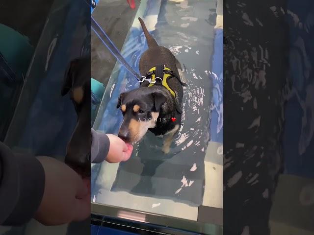 This gorgeous boy is Archie, a 6-year-old Sharpei cross who’s giving it his all in the hydro pool.