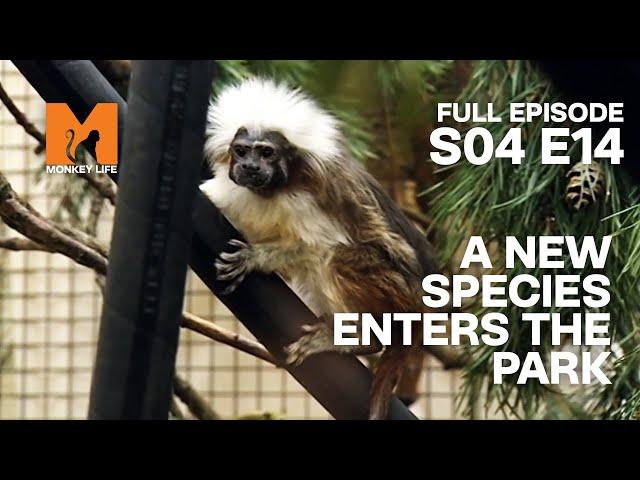 A Rare Species Is Found | Season 4 Episode 14 | Full Episode | Monkey Life