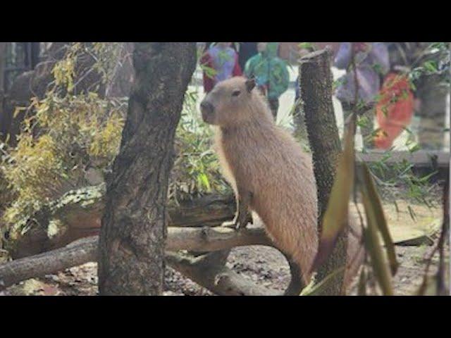 New Capybara at the Sacramento Zoo