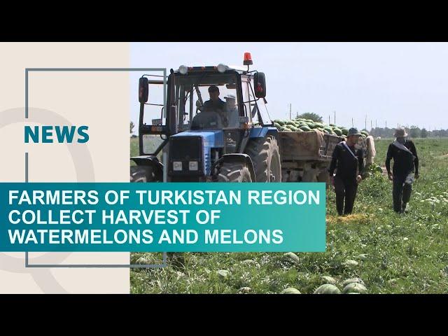 Farmers of Turkistan region collect harvest of watermelons and melons. Qazaq TV News