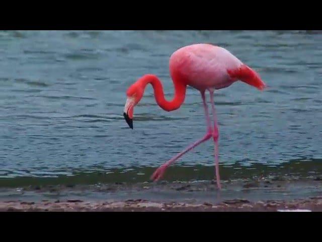 Flamingo Feeding in Galápagos