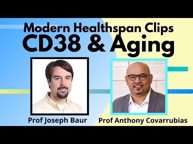 CD38 & Aging | Dr Anthony Covarrubias & Dr Joseph Baur | Modern Healthspan Clips