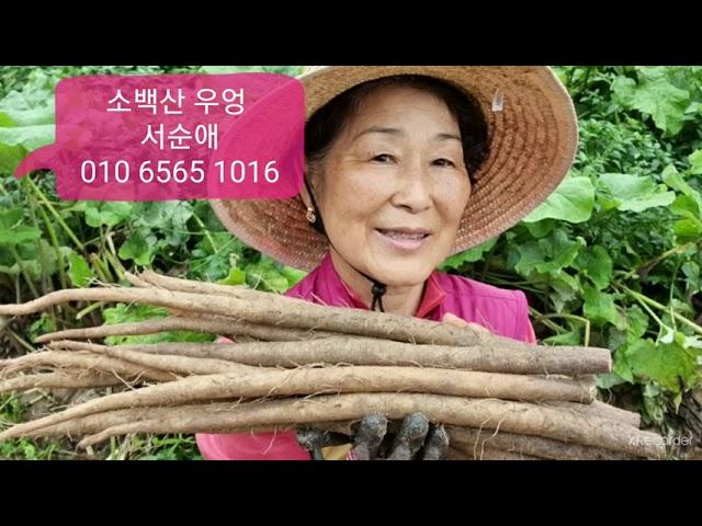 [마실장터:판매중] 소백산 우엉, 생산자: 서순애,  연락처: 010 6565 1016