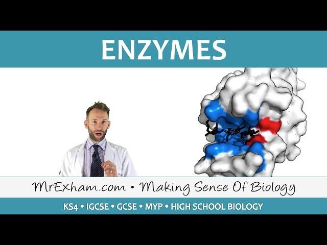 Enzymes - GCSE Biology (9-1)