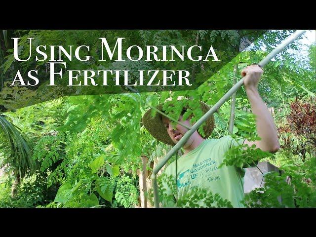 Using Moringa as Fertilizer and Mulch (Day 23 of 30)