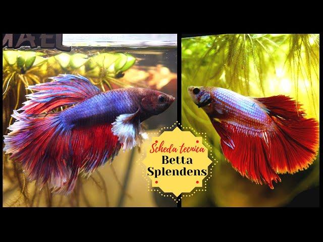 BETTA SPLENDENS (pesce combattente)  Scheda tecnica