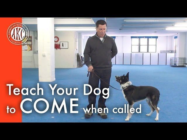 Teach Your Dog to Come When Called