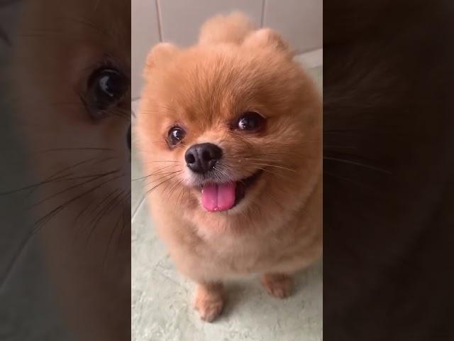 Cute and adorable dog || Katie is waiting for lunch #shorts