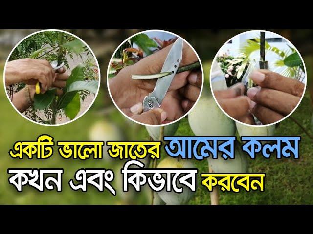 How to Grafting Mango Tree Successfully