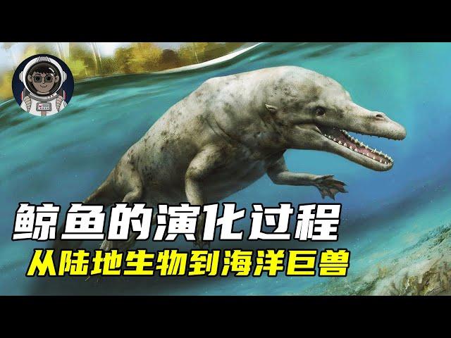 一口气看完鲸鱼演化史，它是如何从陆地生物进化成海洋巨兽的