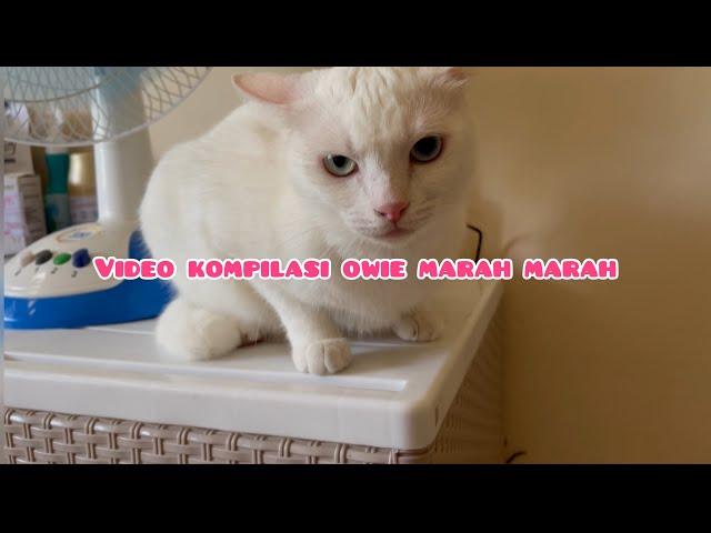 KUCING MARAH MARAH,KUCING LUCU,ODD EYE CAT,OWIE MARAH MARAH