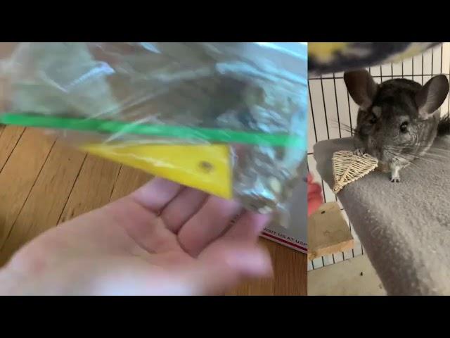 Chinchilla City Unboxing and Reveiw!