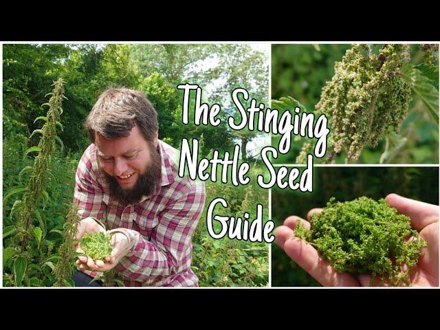 Stinging Nettle Seeds: Nature's Hidden Gifts  - Harvest, Health Benefits & History