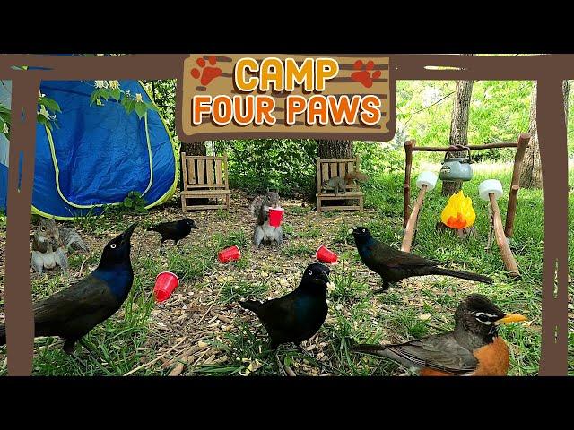  Cat TV | Dog TV [No Ad Breaks] ️Birds & Squirrels visit Camp Four Paws | TV for Pets