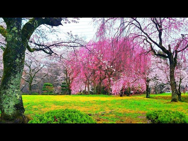 SAKURA - the famous Cherry Blossoms of Japan: A Mesmerizing Journey Through Japan's SAKURA