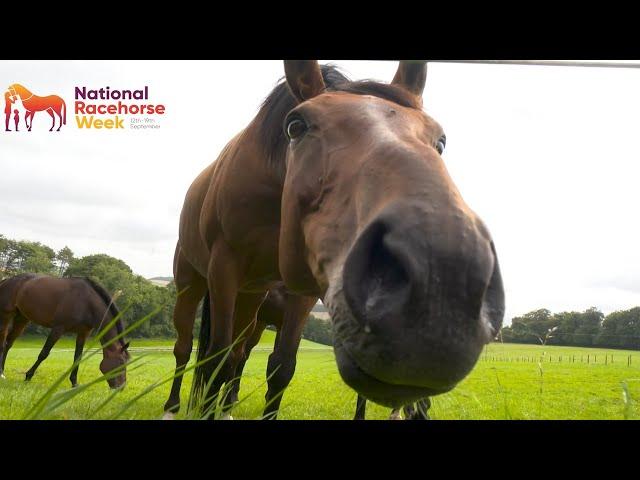 Emma Lavelle on building up horses' fitness after their enjoyable holidays | National Racehorse Week