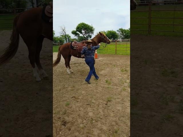 #groundwork #quick #backup #forehand #hindquarters #quarterhorse #horsemanship #training #spinning