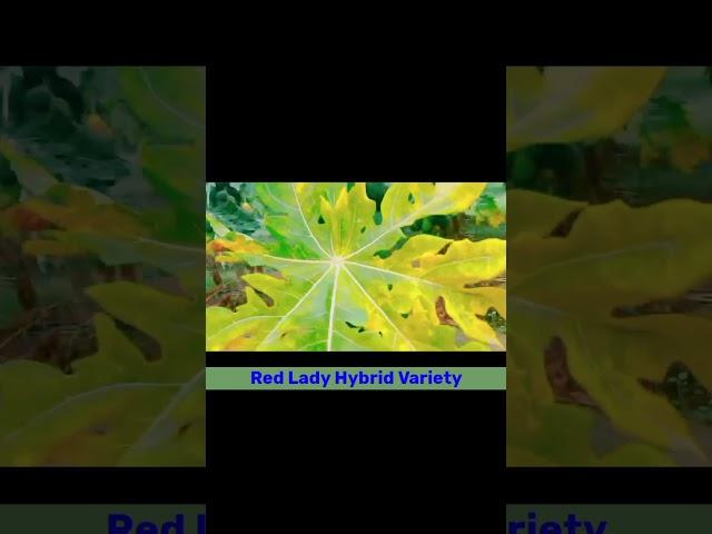Papaya Hybrid Variety  #farming #किसान