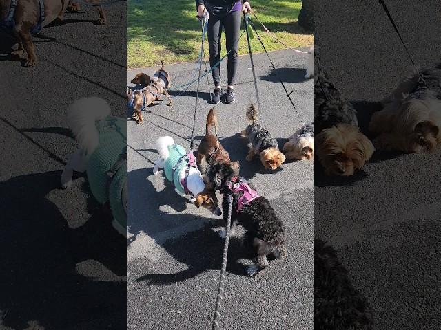 Miniature Schnauzer Meets Pack of Dogs