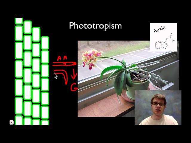 Plant Control