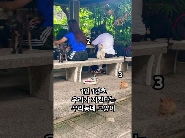사람 : 고양이 1:1 비율인 우리동네 고양이 #고양이