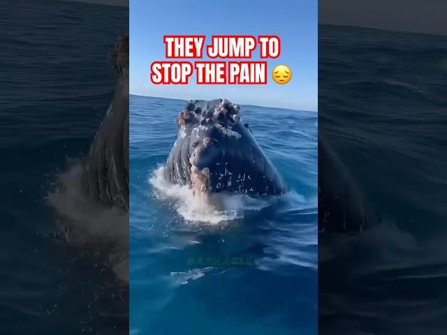 Why Do Whales Jump Like They Lost Their Mind?