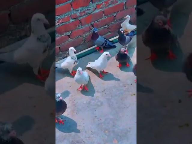 i am pigeon lover