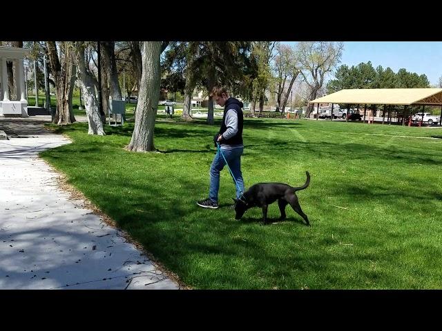 Gem a very anxious mix breed doing our dog training program.