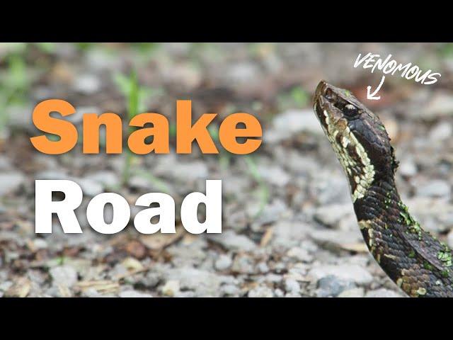 The Great Snake Migration Of LaRue Road