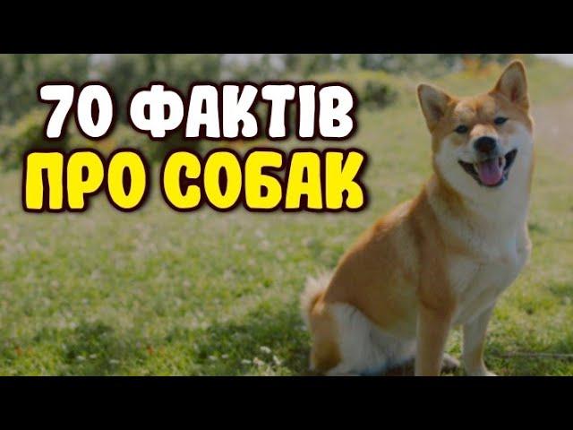 70 ФАКТІВ ПРО СОБАК | ЦІКАВО ЗНАТИ