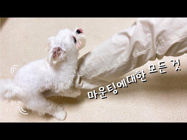 [ENG] 마운팅 이유와 교육방법. 붕가붕가에대한 모든 것! 새끼강아지 마운팅