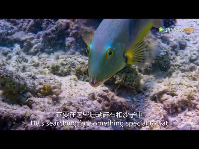 Blue Planet II 蓝色星球2 第一集：同一个海洋One Ocean BBC纪录片 中文字幕