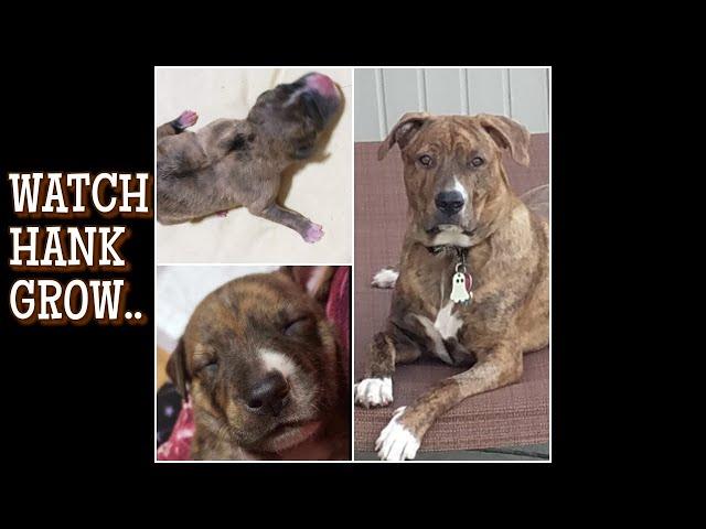 PIT SHEPHERD MIX | GROWING UP TIME LAPSE | HANK THE TANK | PITBULL FACTS AND INFO | WHAT'S A PIT MIX