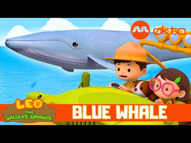 BLUE WHALE Calf Adventure   | Leo the Wildlife Ranger Spinoff S5E19 | @mediacorpokto