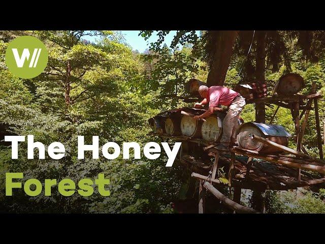 The fabled honey forest where hives are set up on tree platforms | Master of Bees (Turkey)