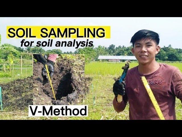 HOW TO COLLECT SOIL SAMPLES FOR SOIL ANALYSIS| Paano kumuha ng Lupang ipapa-test