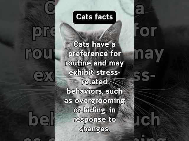 Illuminating Cat Facts #behavior #pets #educational