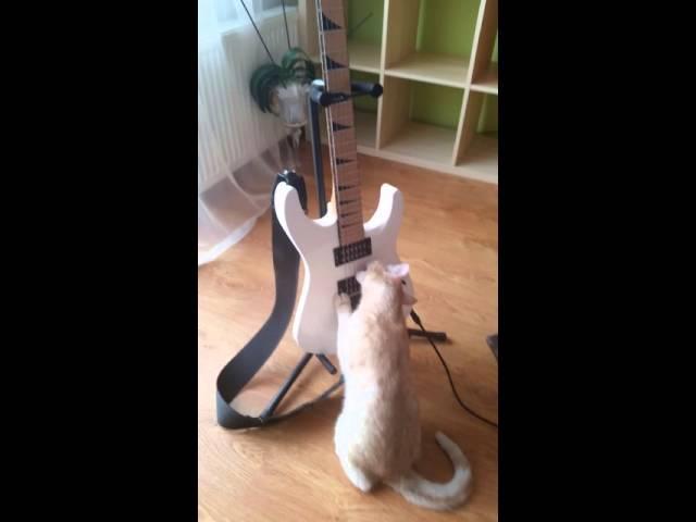 Some Cat playing metal