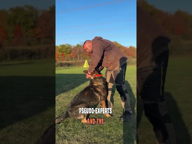 Dog training with pain, fear and violence!