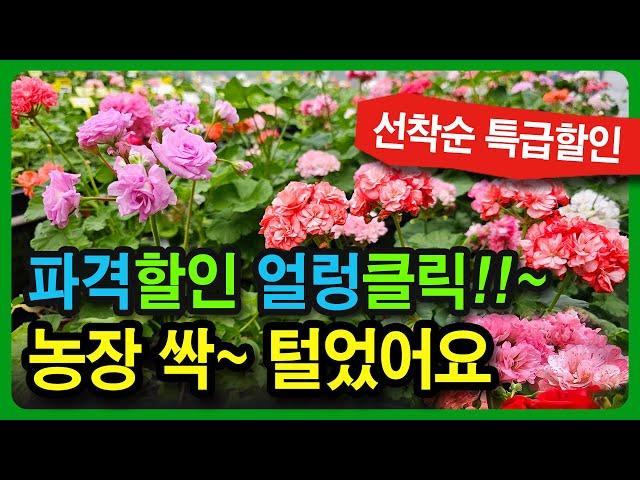 10월26일 30종 개별분양 한국K제라늄 유럽제라늄, #제라늄전국택배 010-2920-1173  랜덤박스  K제라늄 4종 6종도 구매 가능 합니다.