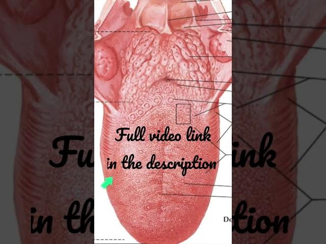 Tongue - Parts #Anatomy #mbbs #education