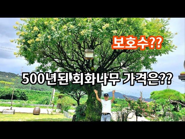 500년된 회화나무 찿아 보세요, 가격은??