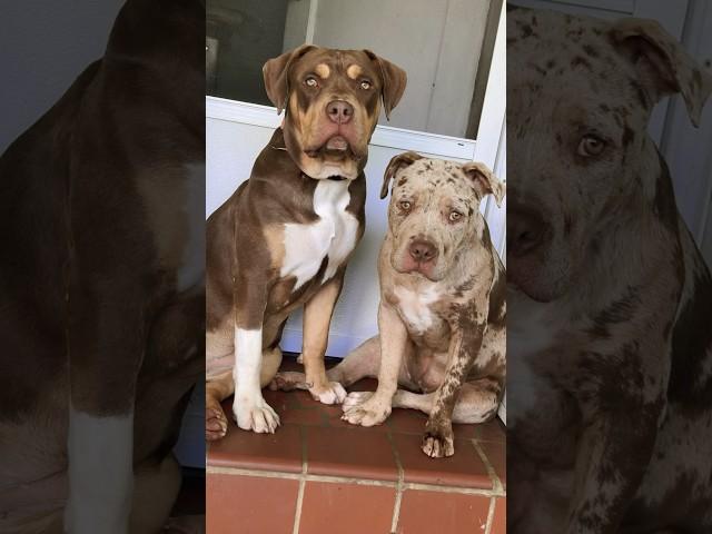 MERLE X TRI BULLY#puppy #pitbull #dogshorts #bullybreed #dog #shorts #trending #video