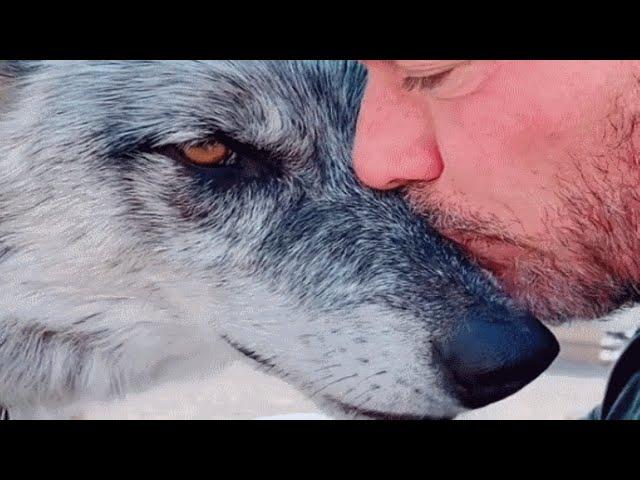 Man rescues wolf. Now they're obsessed with each other.