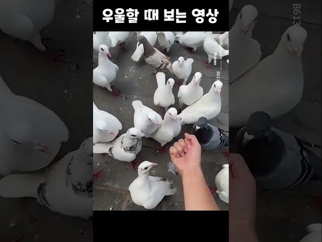 우울할 때 보는 영상